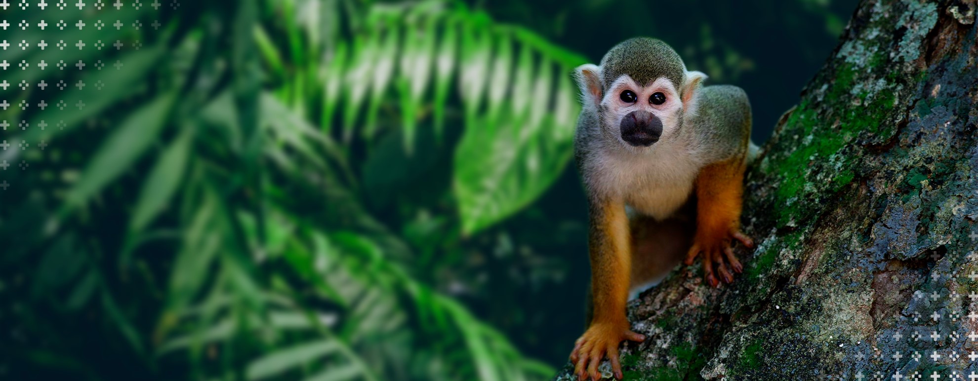 Ecologia - imagem mostra, em primeiro plano, um macaco da espécie mico-de-cheiro, sobre um tronco, olhando diretamente para a câmera. O plano de fundo contém algumas plantas, desfocadas.