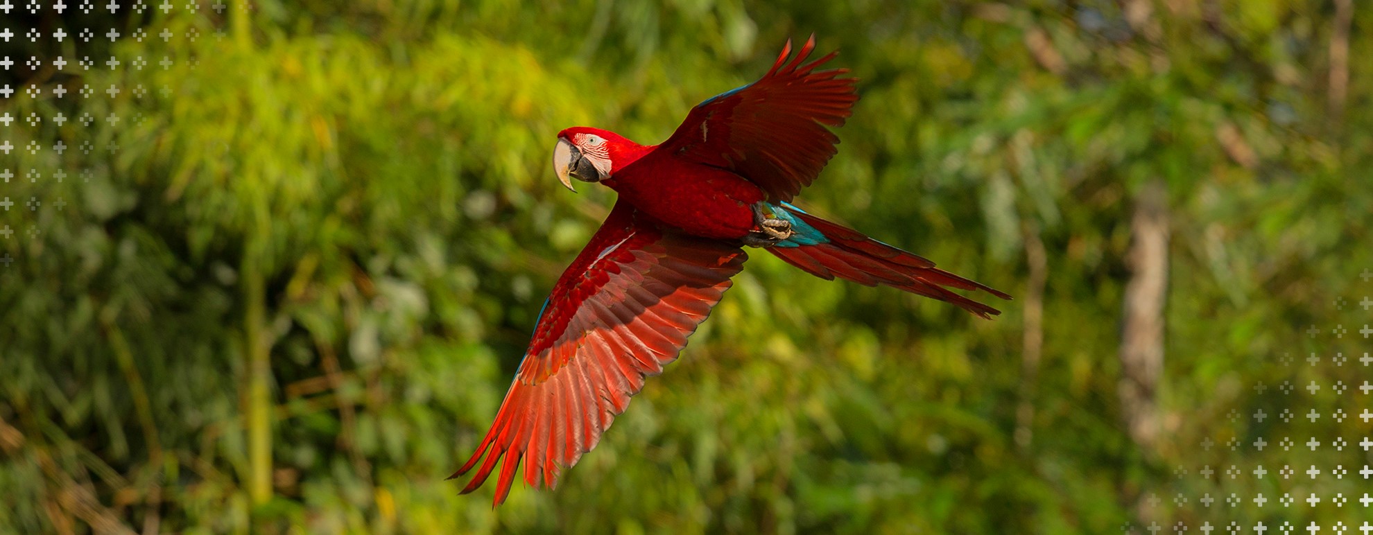 Ecológico - Imagem de uma arara vermelha voando. Atrás dela, há uma floresta, desfocada.