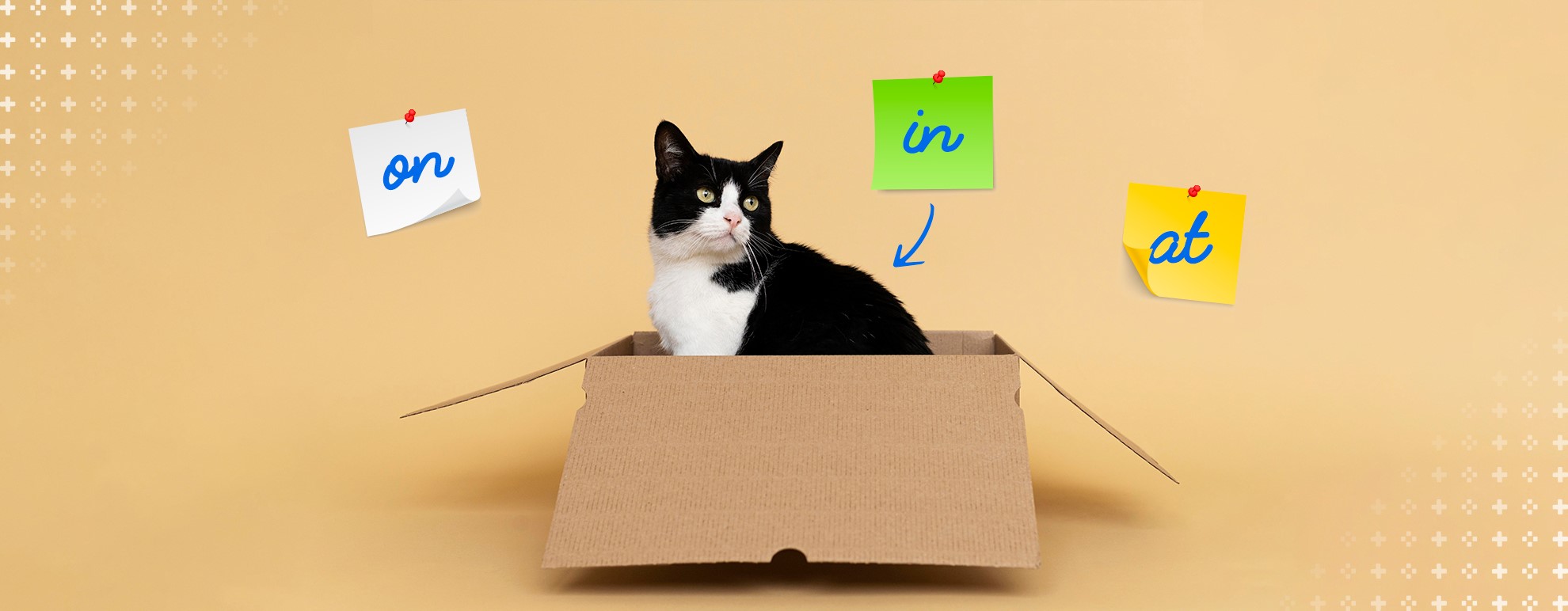 imagem de um gato dentro de uma caixa, destacando as preposições "in", "on" e "at"
